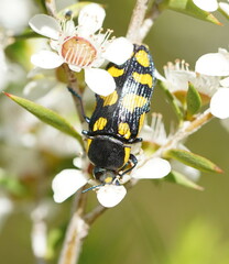 Castiarina octospilota