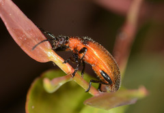 Ecnolagria rufescens