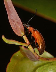 Ecnolagria rufescens