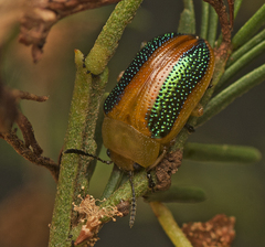 Calomela parilis