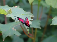 Zygaena osterodensis