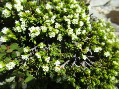 Veronica tetrasticha