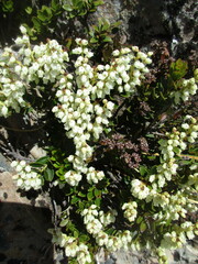 Gaultheria crassa