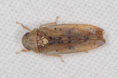 Ponana quadralaba