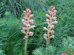 Orobanche caryophyllacea
