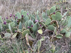 Opuntia anahuacensis