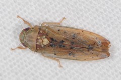 Ponana quadralaba