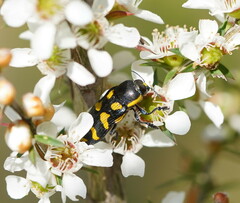 Castiarina octospilota