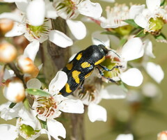 Castiarina octospilota
