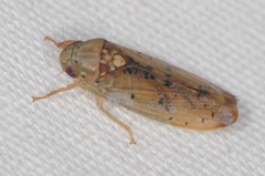 Ponana quadralaba