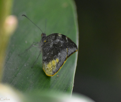 Lieinix nemesis atthis