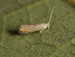 Phyllonorycter harrisella