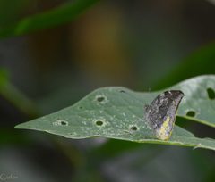 Lieinix nemesis atthis