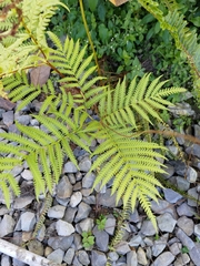 Pteris wallichiana