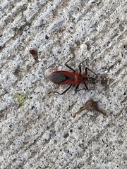 Gminatus