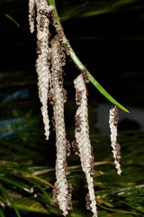 Ropalidia revolutionalis