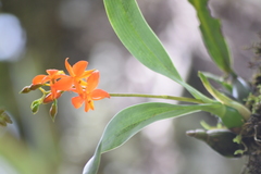 Prosthechea vitellina