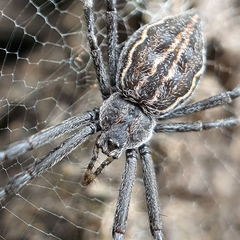 Argiope ocyaloides
