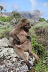 Theropithecus gelada