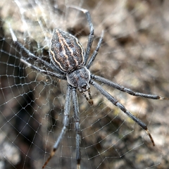 Argiope ocyaloides