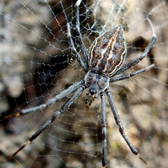 Argiope ocyaloides