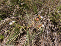 Delosperma herbeum