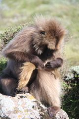 Theropithecus gelada