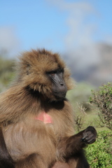 Theropithecus gelada