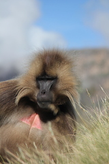 Theropithecus gelada