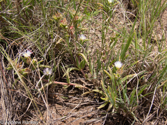 Delosperma herbeum
