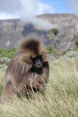 Theropithecus gelada