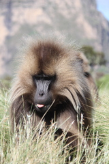 Theropithecus gelada