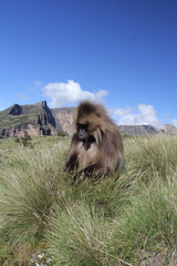 Theropithecus gelada