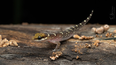 Pachydactylus oshaughnessyi