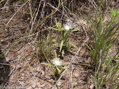Delosperma herbeum