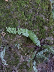 Asplenium normale normale