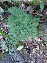 Dryopteris paleolata