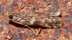 Ephestiopsis oenobarella