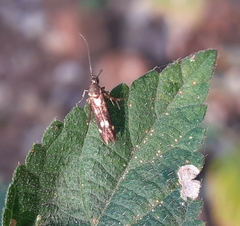 Eretmocera impactella