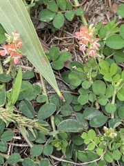 Indigofera spicata