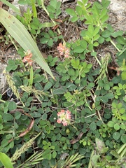 Indigofera spicata