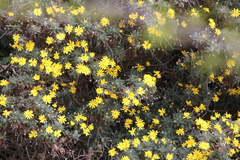 Euryops pectinatus