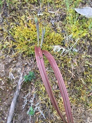 Thelymitra longifolia