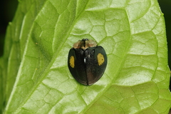 Stolas contubernalis