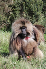 Theropithecus gelada