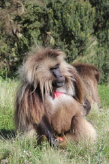 Theropithecus gelada