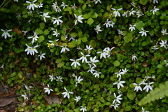 Lobelia angulata