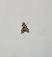 Diasemia accalis