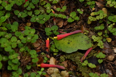 Peraxilla colensoi