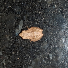 Pseudophilautus wynaadensis